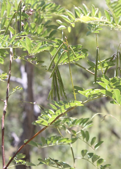 North Queensland Plants Fabaceae
